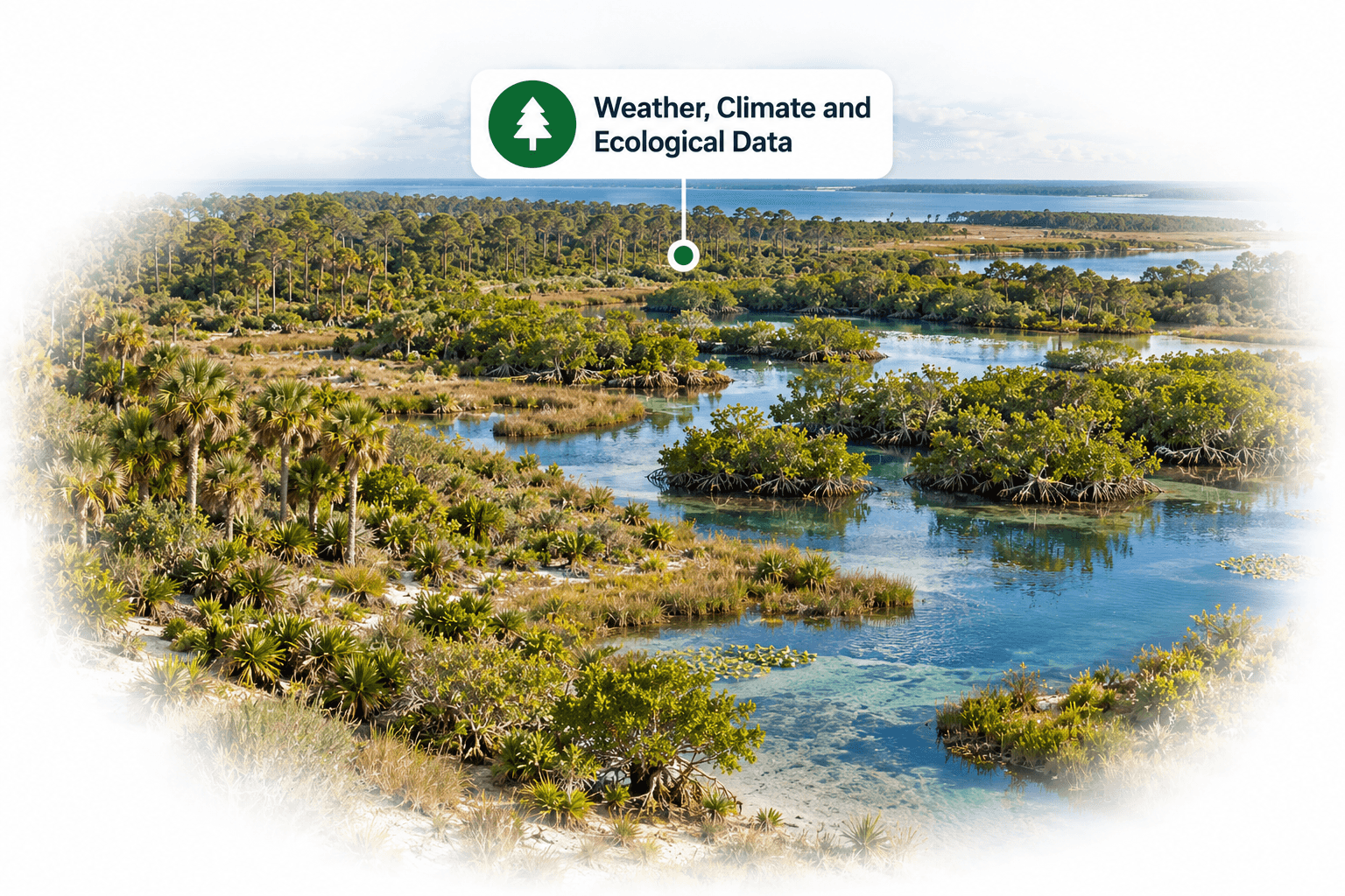 Coastal wetland with mangrove islands
